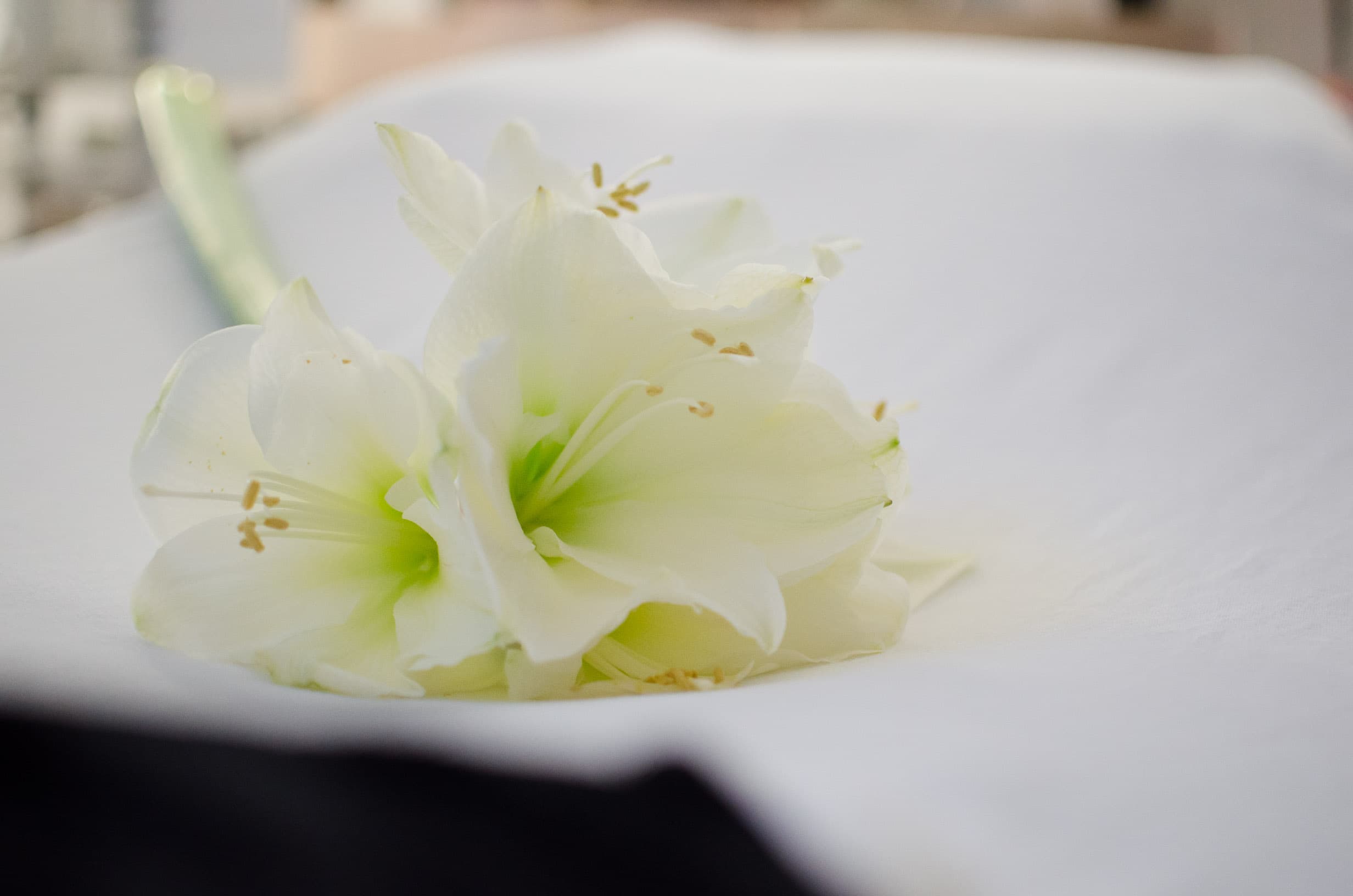 Weiße Amaryllisblüten auf einem weißen Tuch